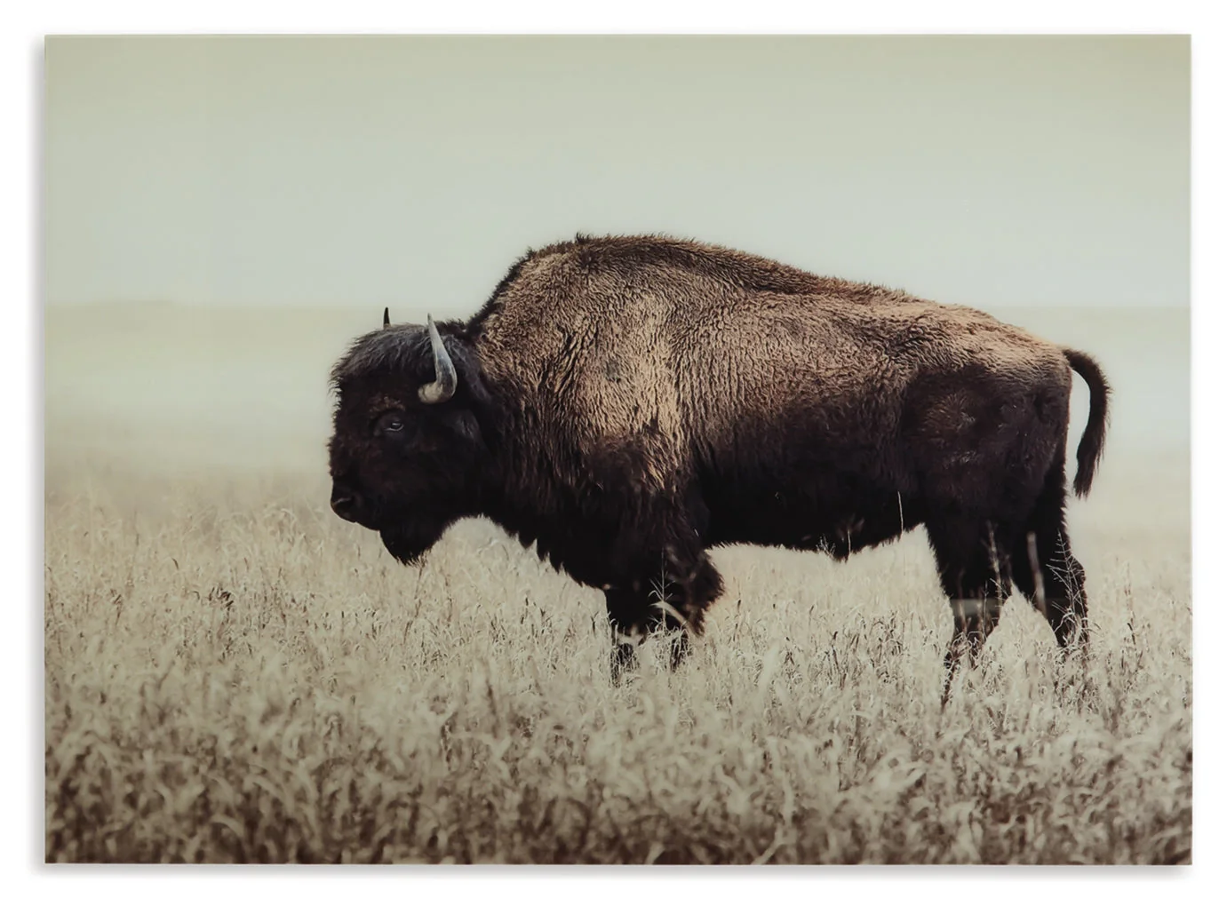 Brutus Wall Art - Image 3